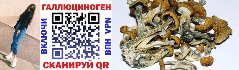 Псилоцибиновые грибы мухоморы  omg как войти  Звенигород 